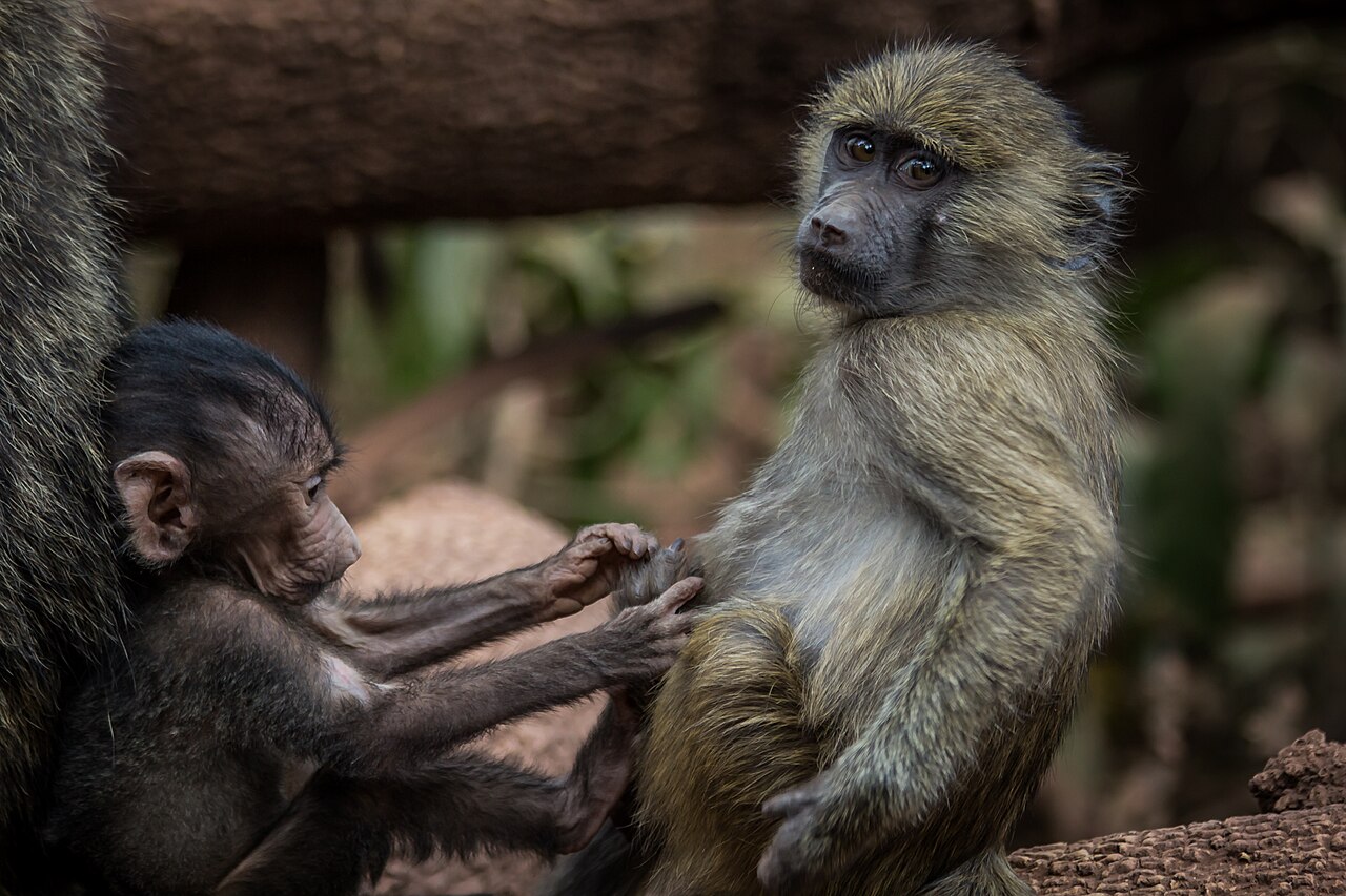 Lago Manyara · la Rift Valley