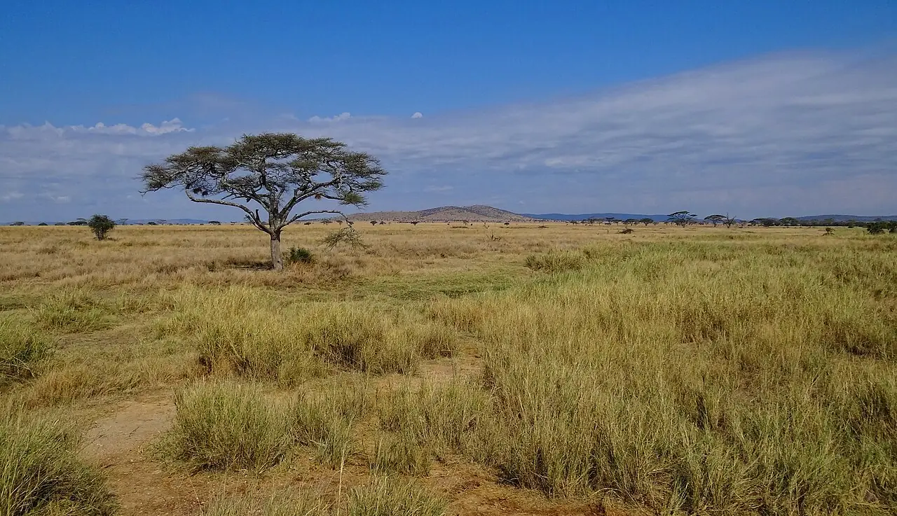 Il trasferimento e il primo game drive
