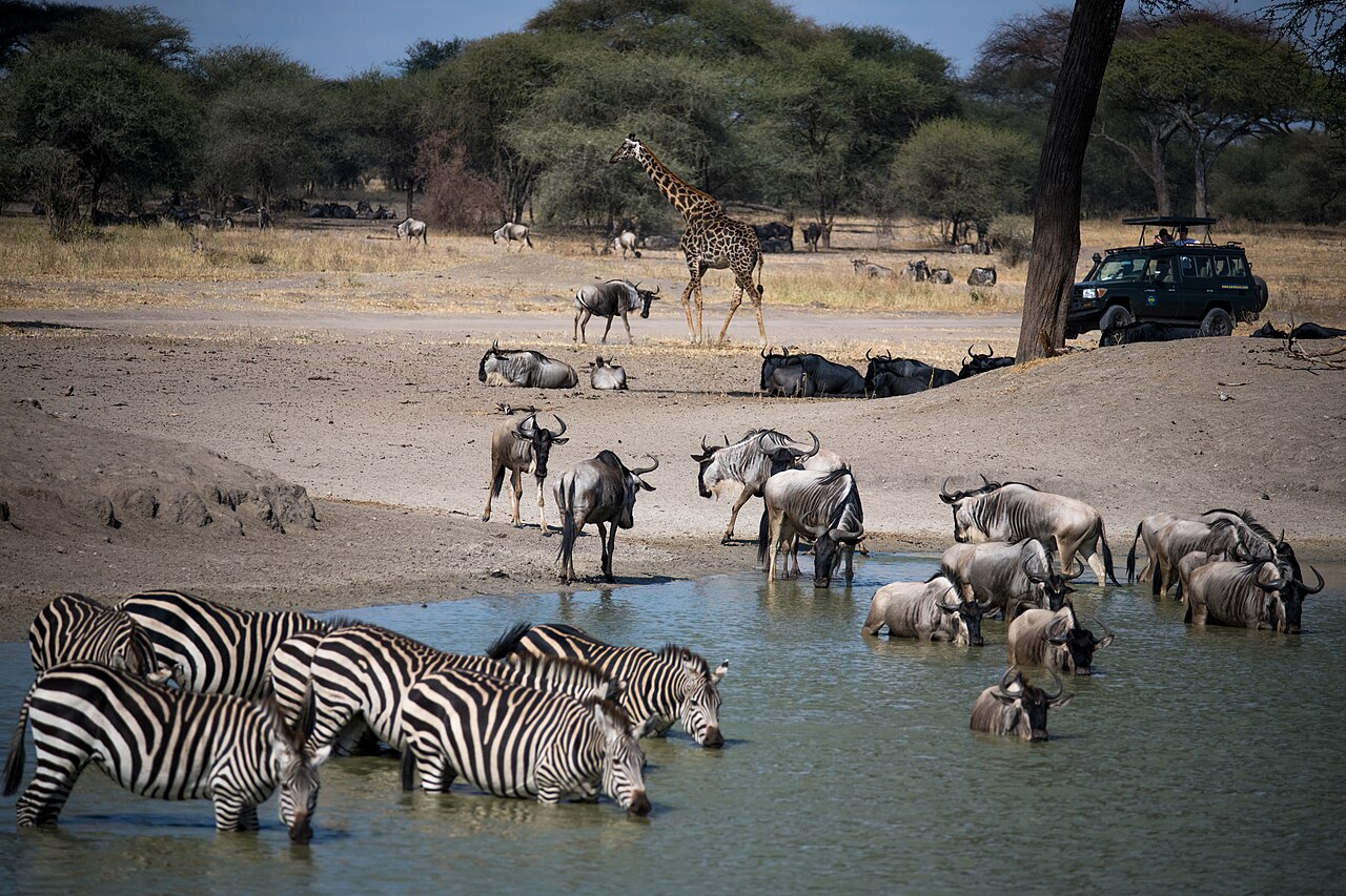 Tarangire · zebre all'abbeverata